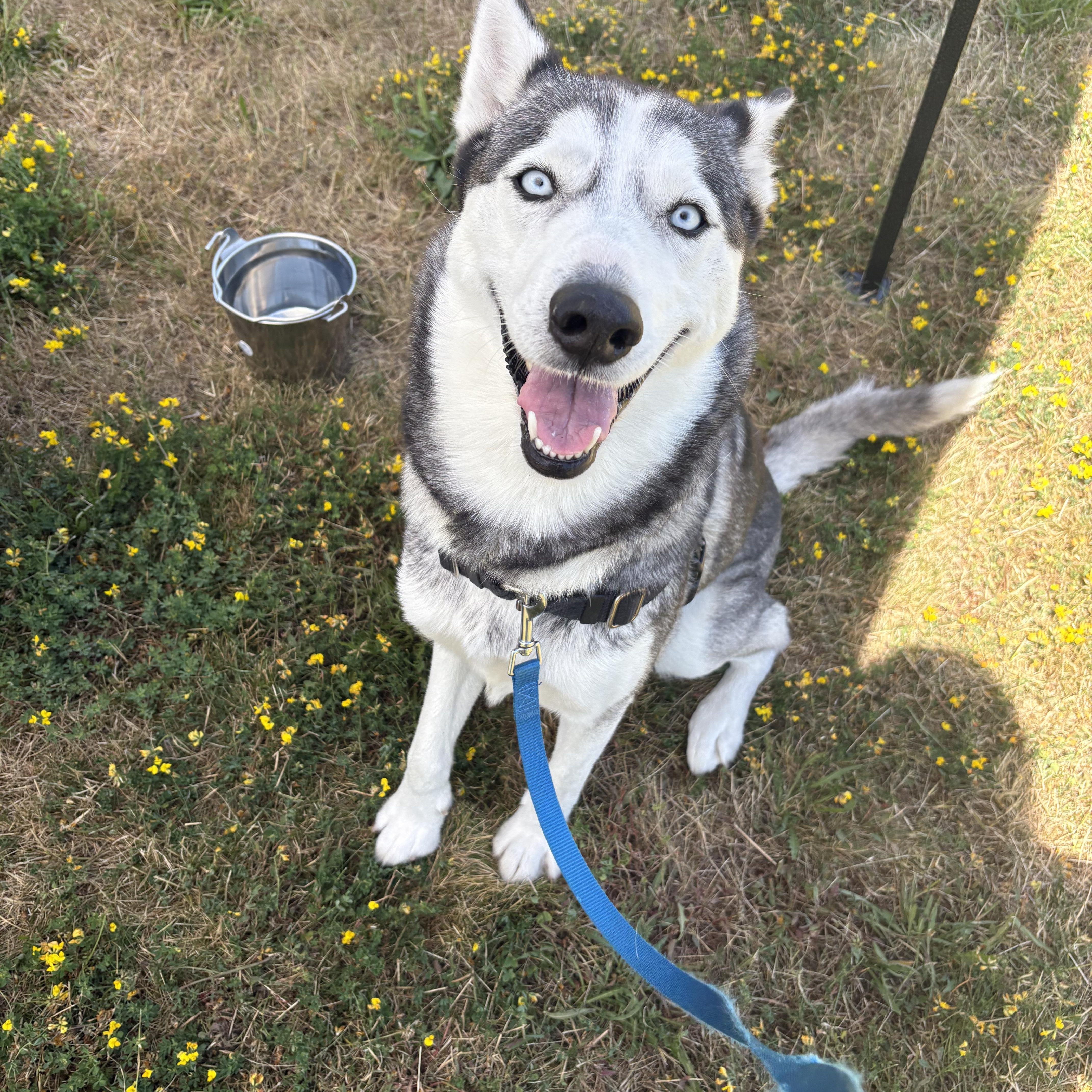Becky, an adoptable Siberian Husky in Bellingham, WA, 98226 | Photo Image 1