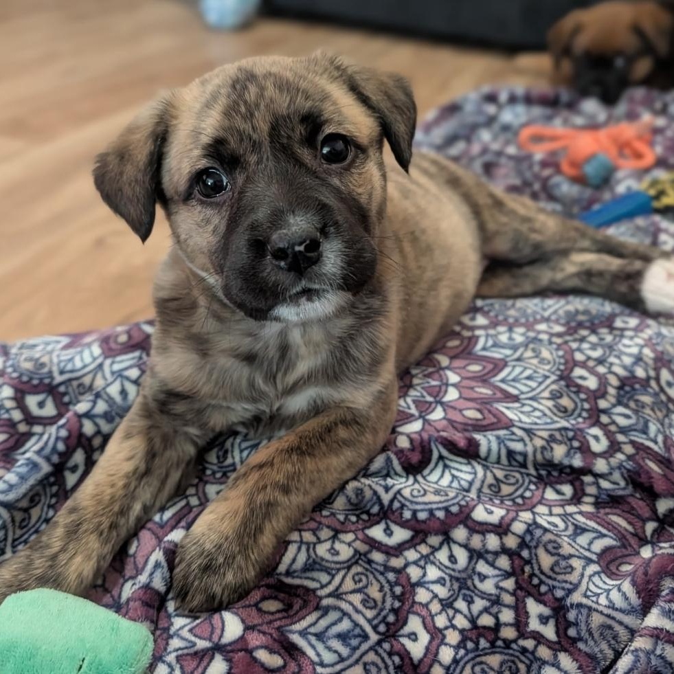 Enlarge Lucy, an adopted mixed breed in Colonial Heights, VA image 1/1