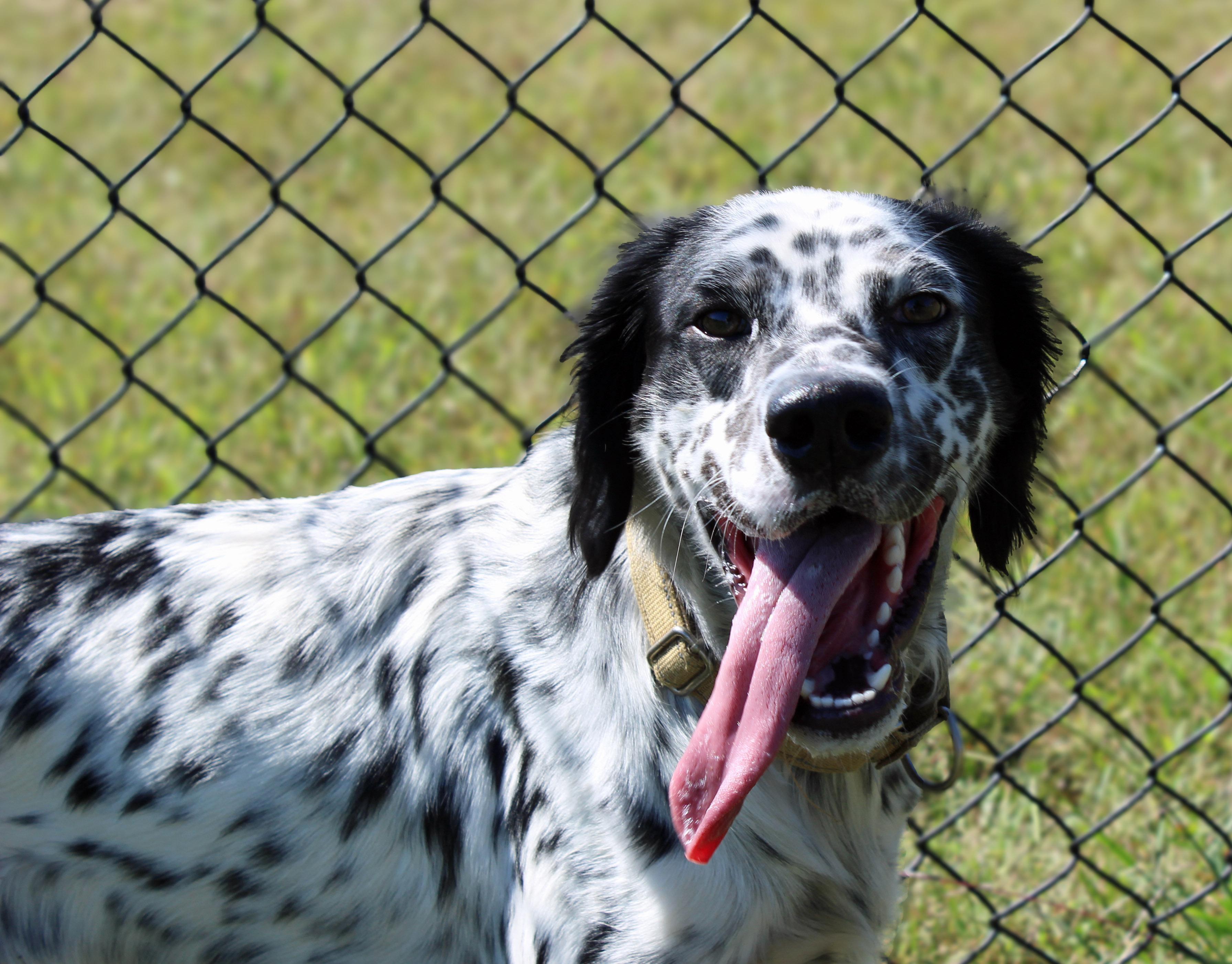 Enlarge Stanley, a Adopted mixed breed in Lebanon, TN image 1/4