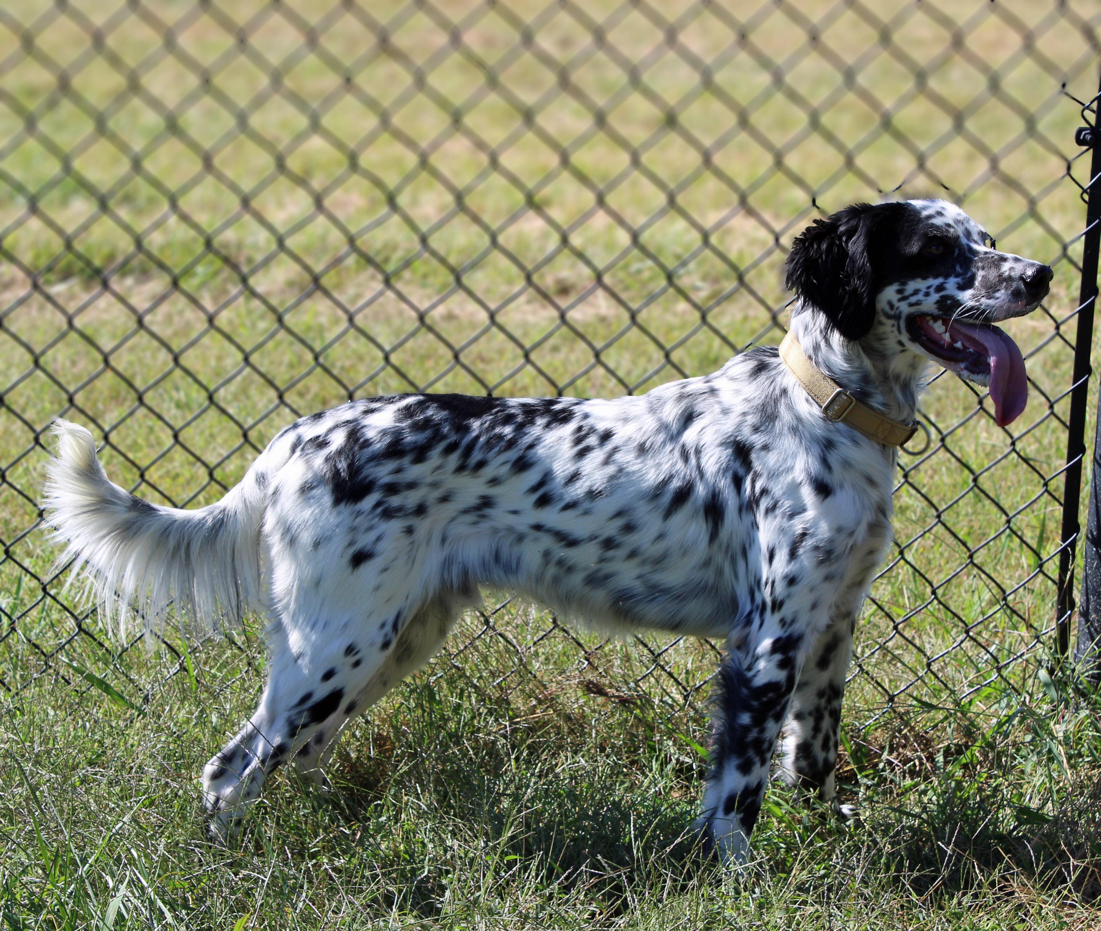 Enlarge Stanley, a Adopted mixed breed in Lebanon, TN image 3/4