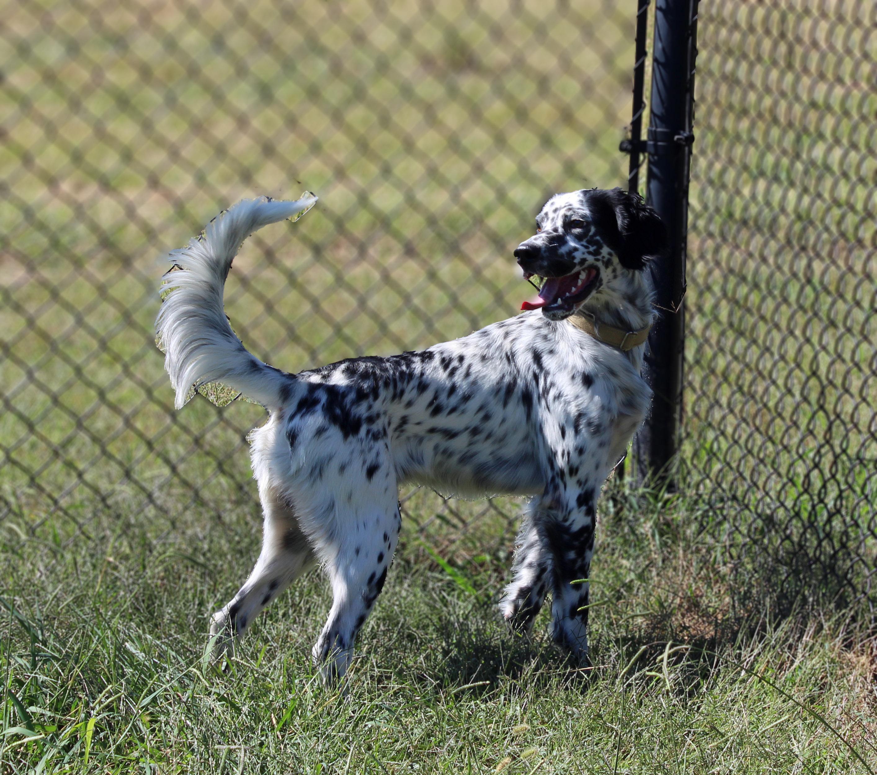 Enlarge Stanley, a Adopted mixed breed in Lebanon, TN image 2/4