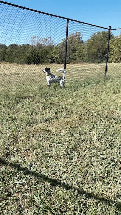 Enlarge Stanley, a Adopted mixed breed in Lebanon, TN video 4/4