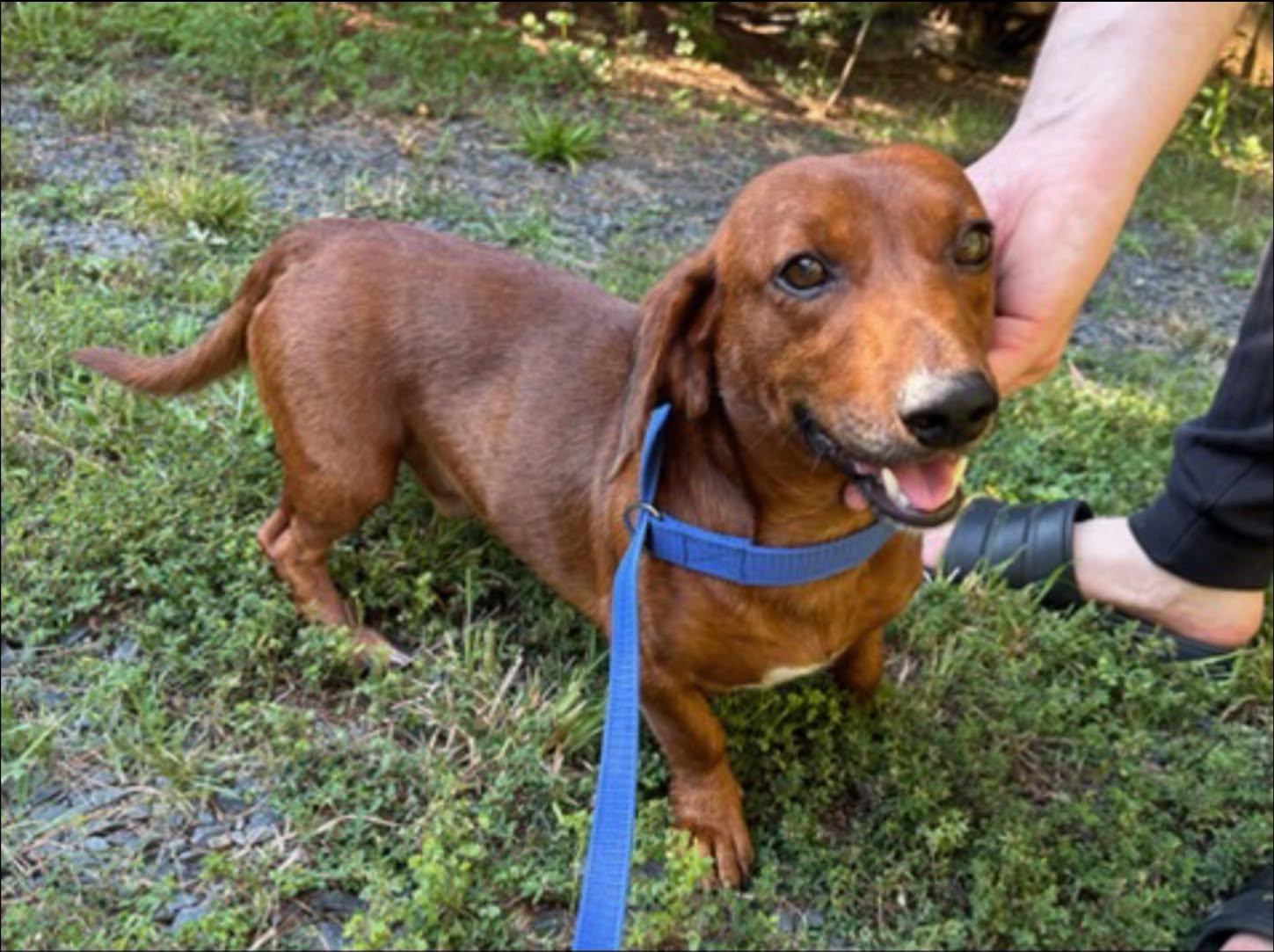 Scooby, ADOPTABLE, Young Male Dachshund.