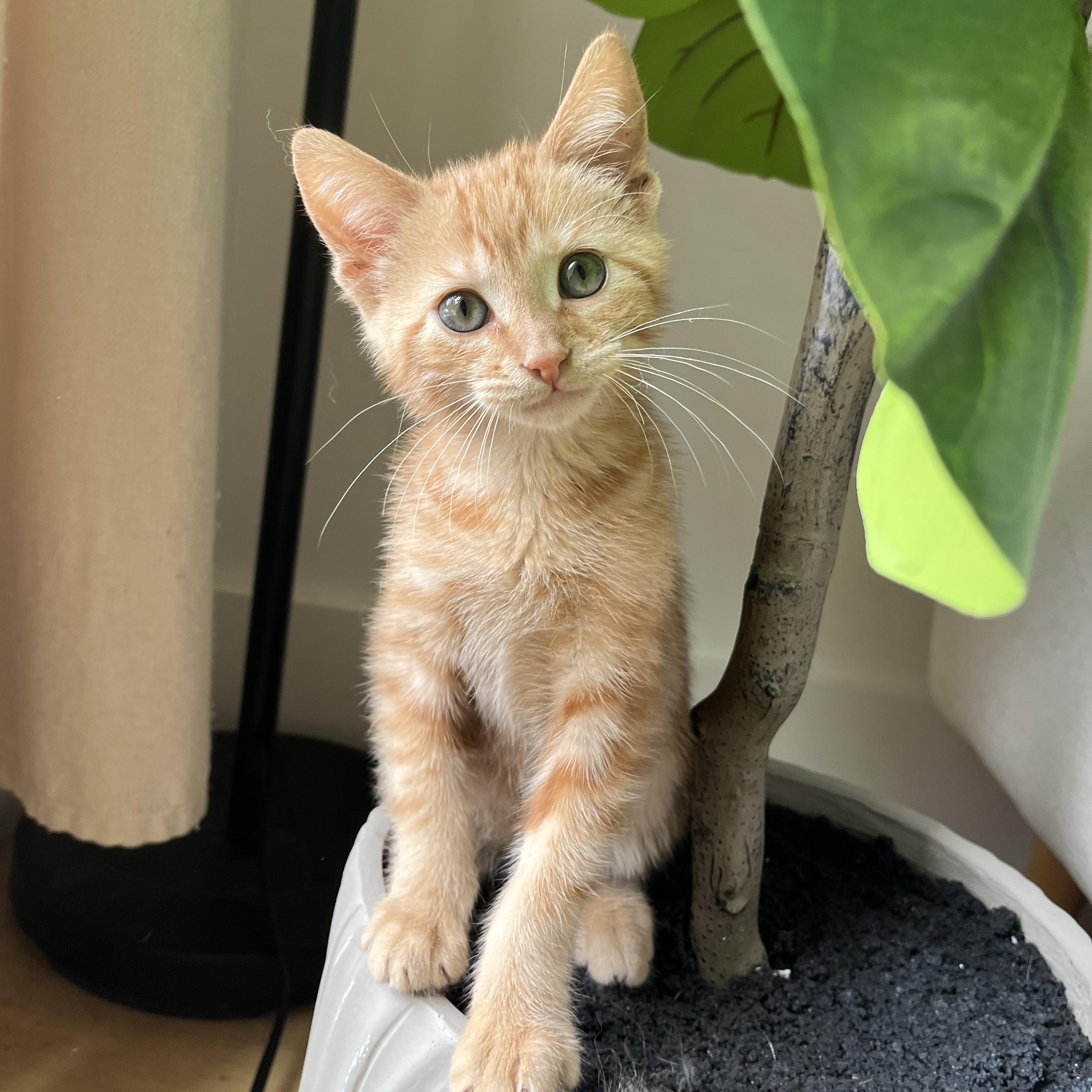 Oliver, a Adoptable mixed breed in Atlanta, GA image 1/5