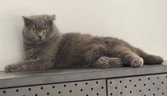 Sergeant & Ashley Bonded thumbnail 3