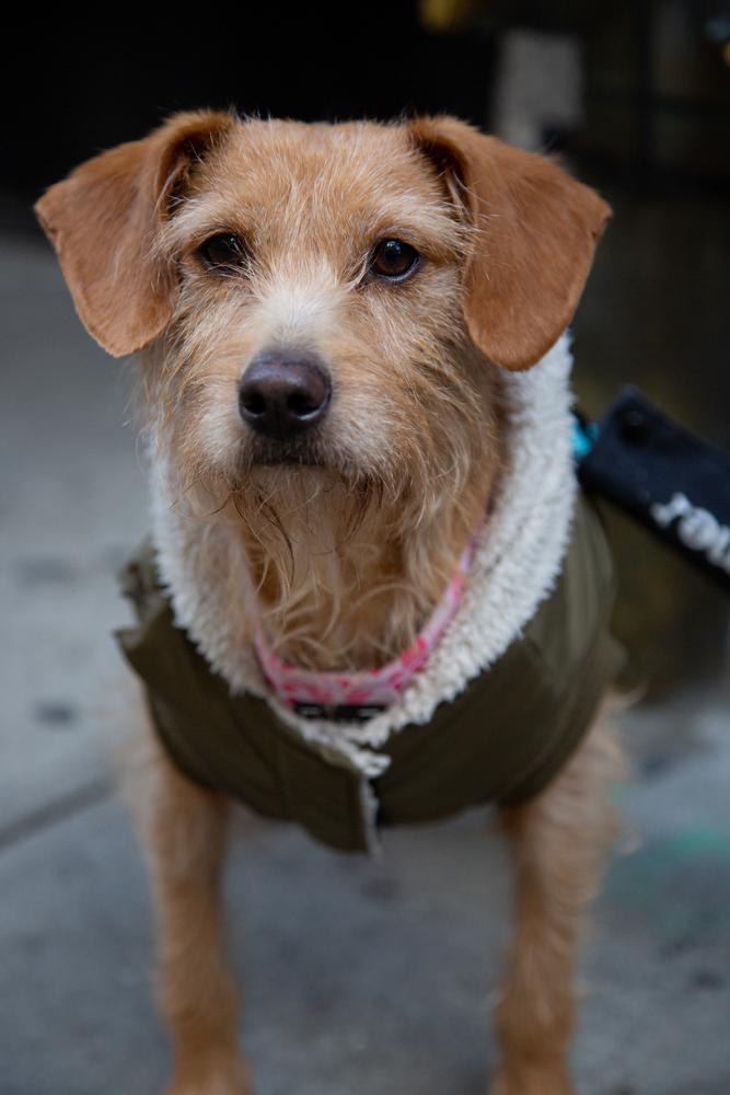 Betsy, Adoptable, Adult Female Border Terrier.