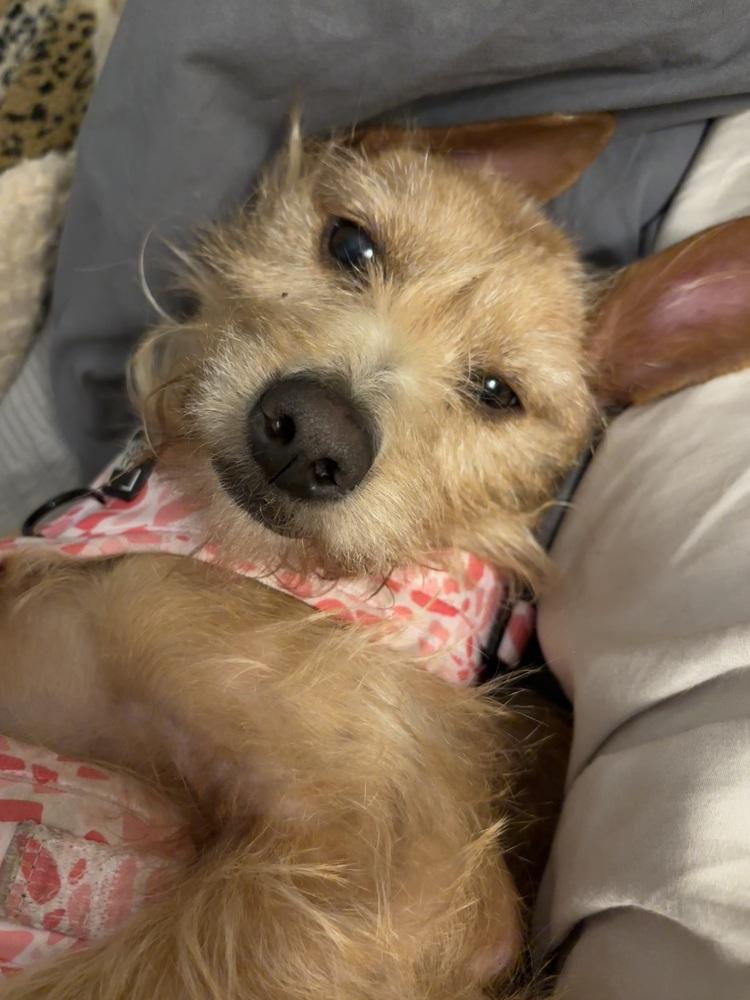 Enlarge Betsy, a Adoptable mixed breed in New York, NY image 2/6