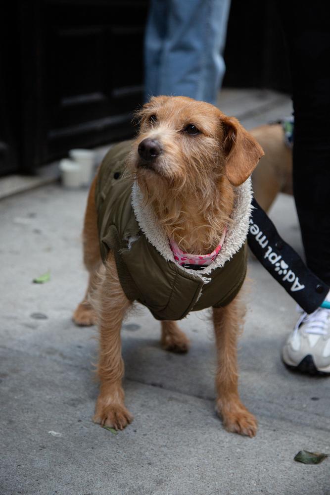 Enlarge Betsy, a Adoptable mixed breed in New York, NY image 3/6