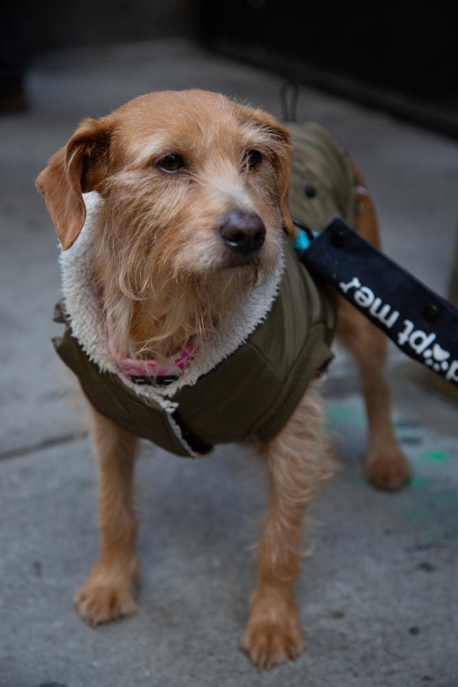 Enlarge Betsy, a Adoptable mixed breed in New York, NY image 5/6