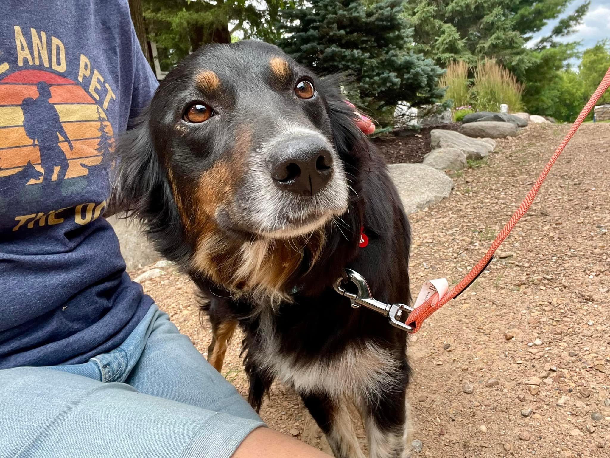 Enlarge Cassie - adopted, a Adopted Border Collie in Minnetrista, MN image 1/1