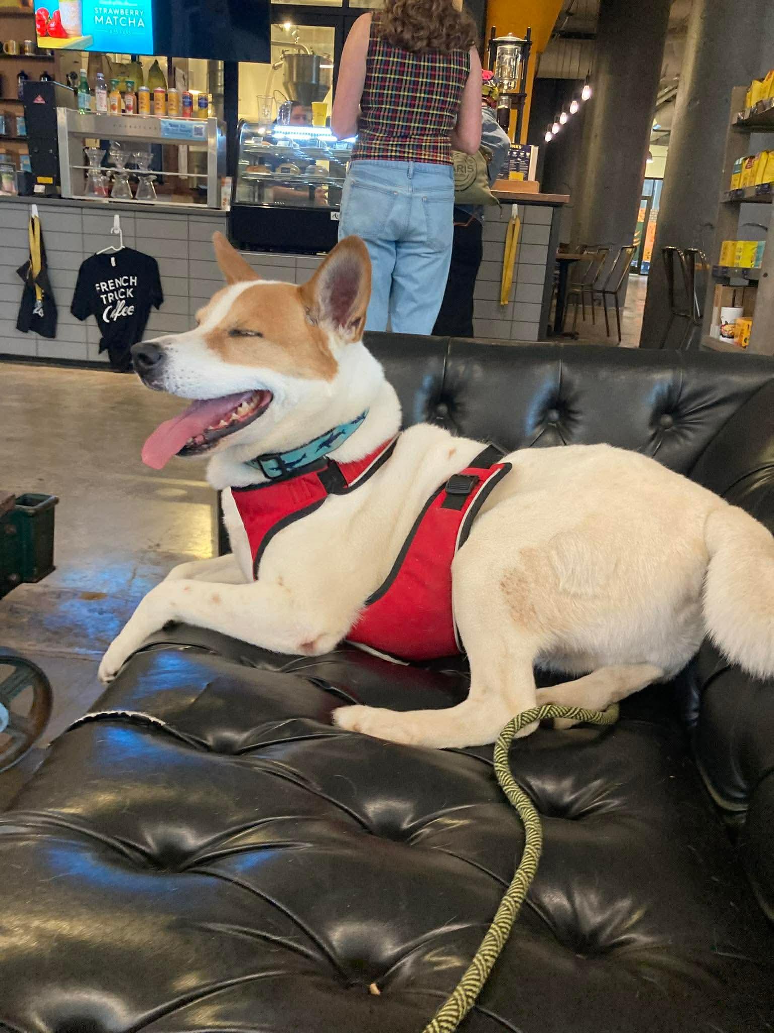 Enlarge Marvel, a ADOPTABLE Mixed Breed in Randleman, NC image 5/6