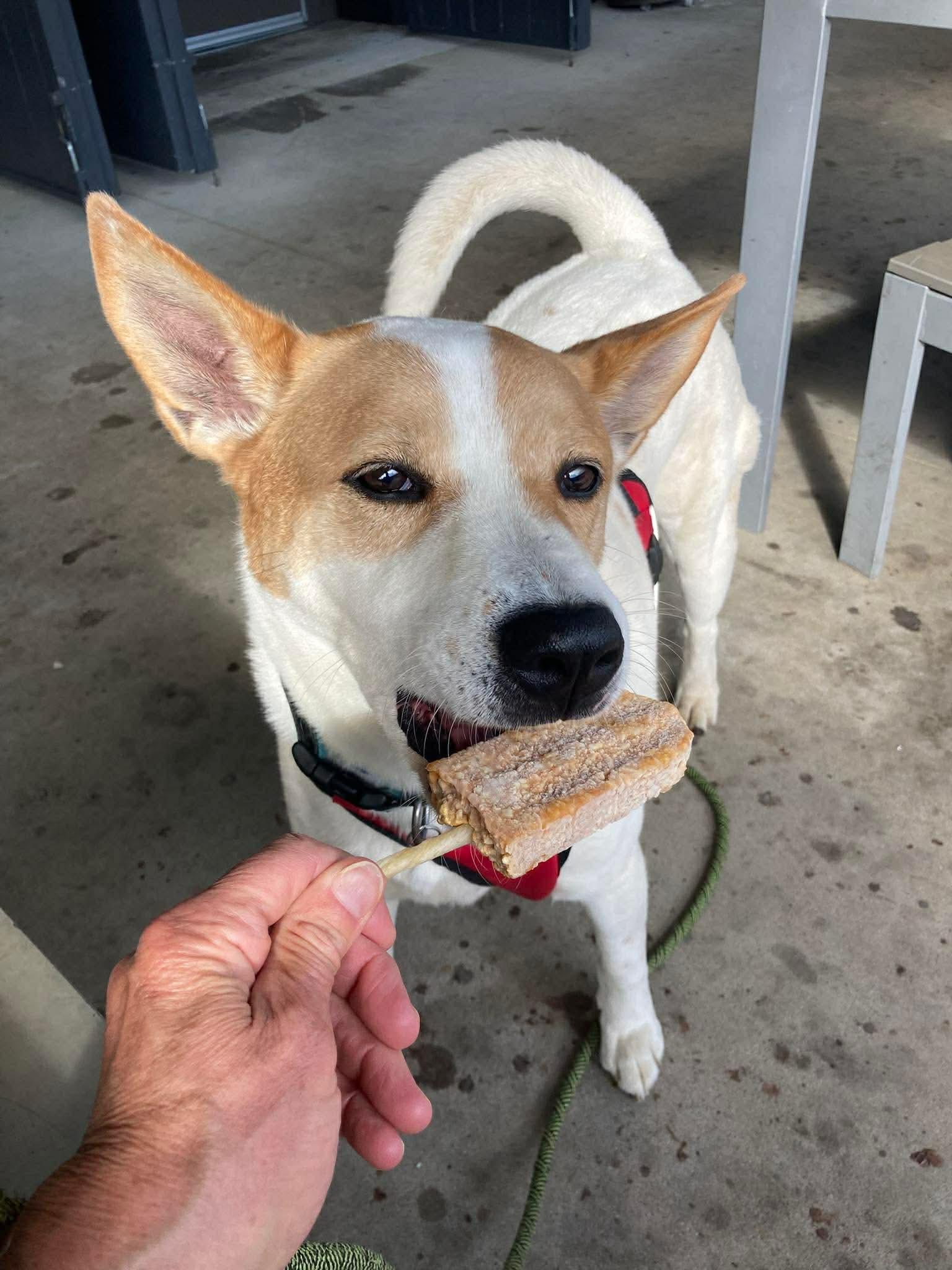 Enlarge Marvel, a ADOPTABLE Mixed Breed in Randleman, NC image 6/6