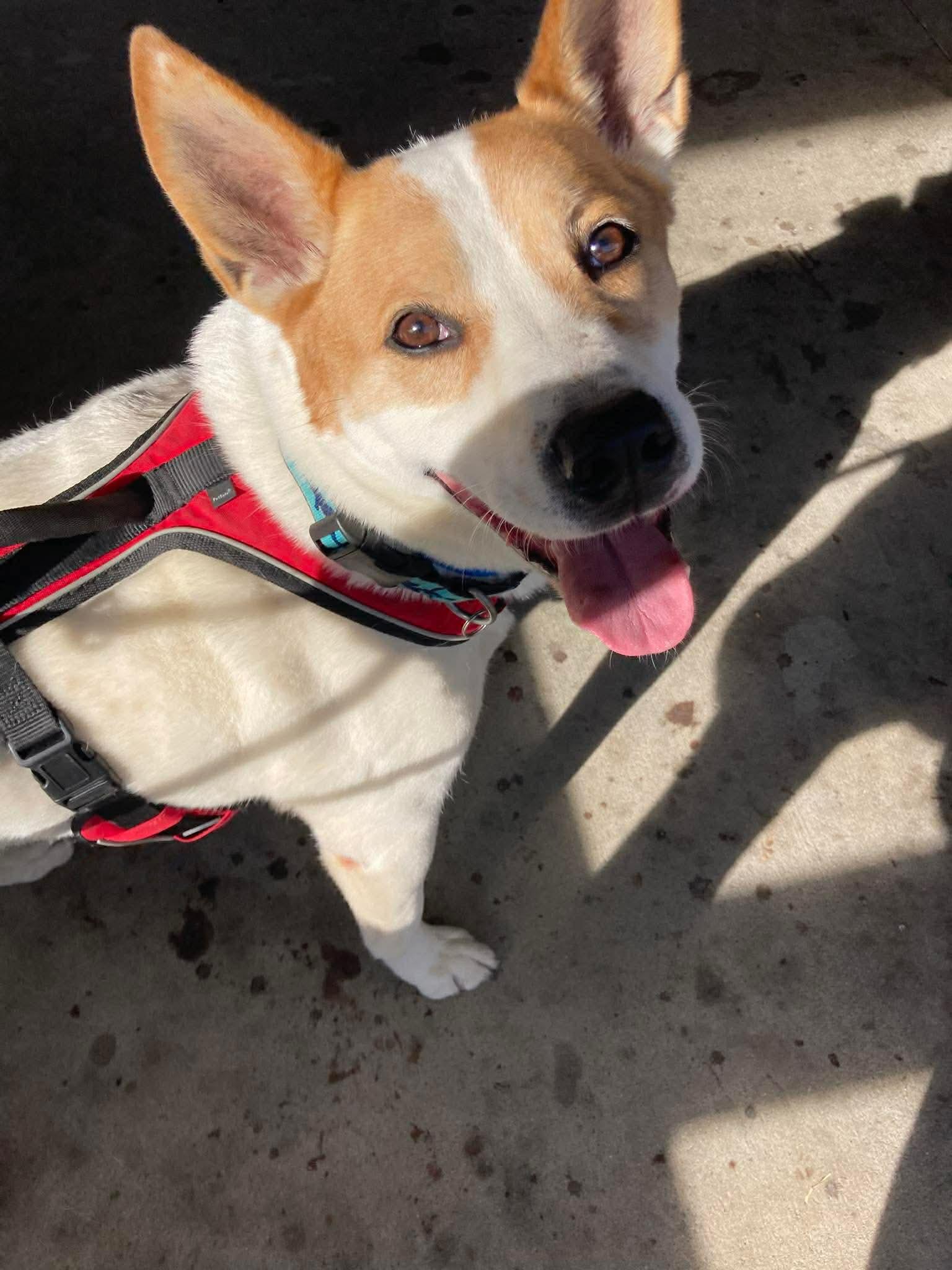 Enlarge Marvel, a ADOPTABLE Mixed Breed in Randleman, NC image 2/6