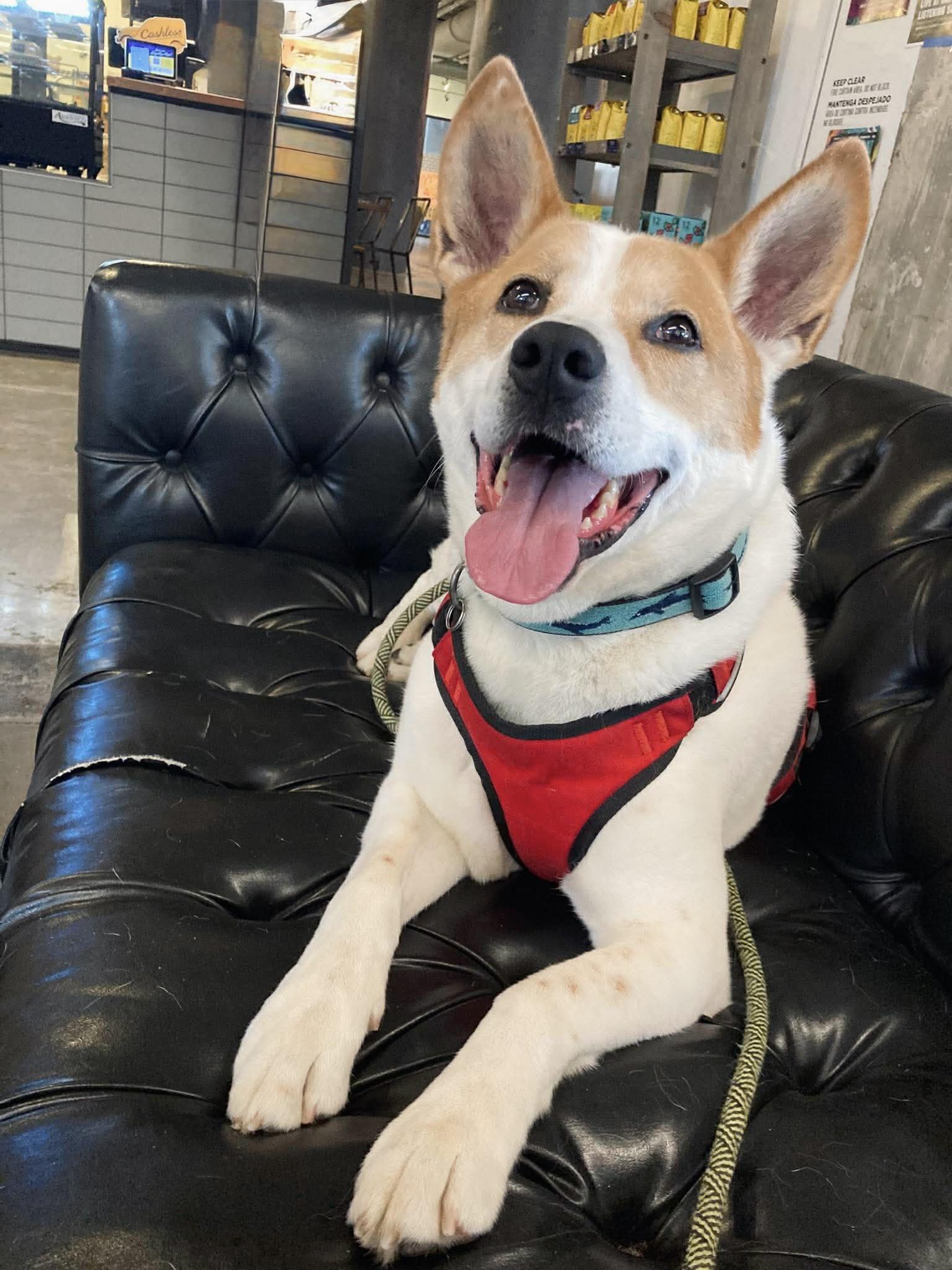 Enlarge Marvel, a ADOPTABLE Mixed Breed in Randleman, NC image 3/6