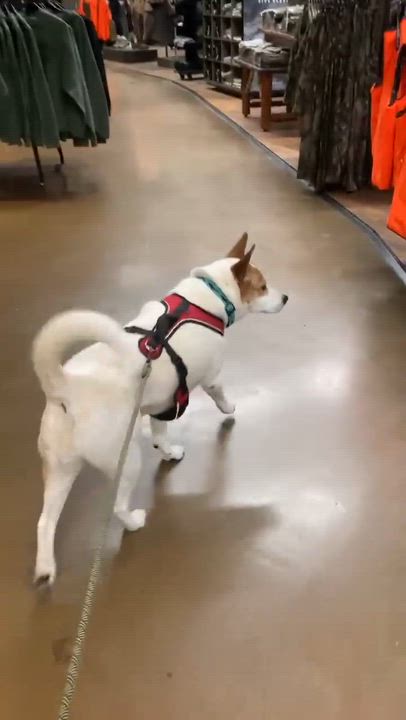 Enlarge Marvel, a ADOPTABLE Mixed Breed in Randleman, NC video 4/6