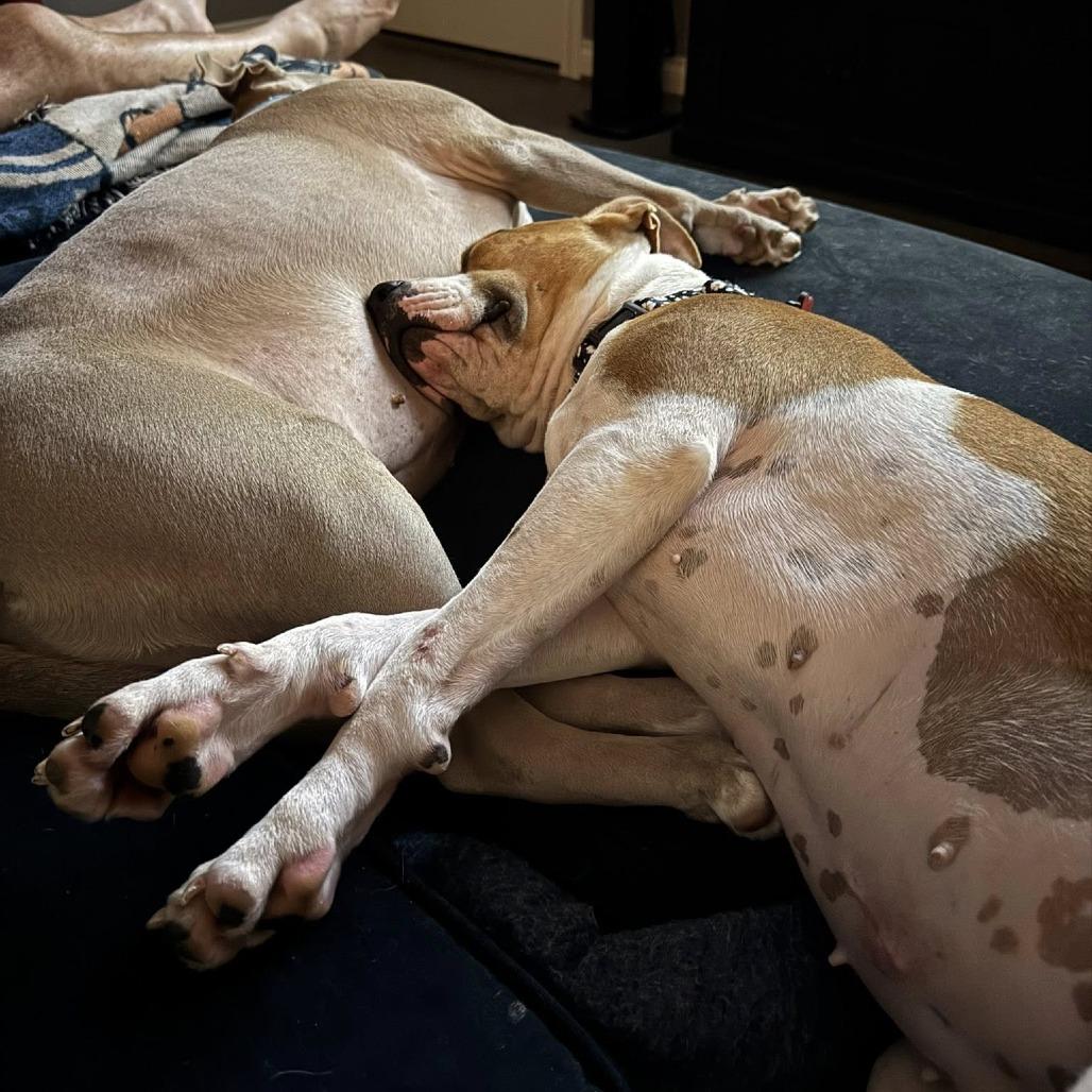 Matilda, Adoptable, Adult Female American Staffordshire Terrier.