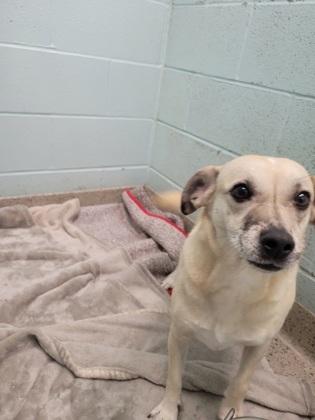 Donut, Adoptable, Adult Female Parson Russell Terrier & Mixed Breed.