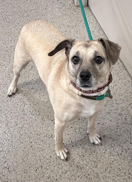 Enlarge Donut, a Adoptable mixed breed in Fishers, IN image 2/2