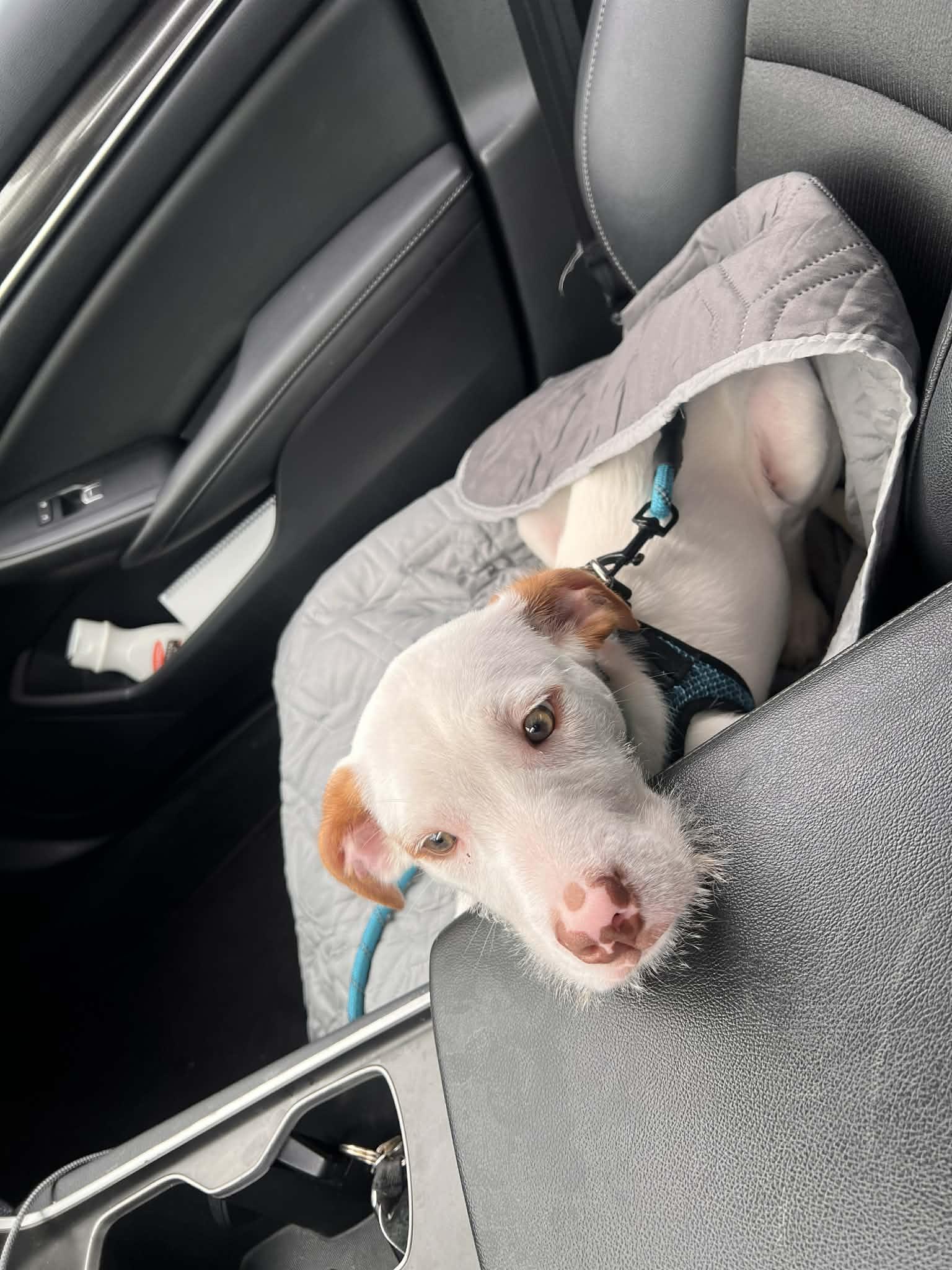 Enlarge Milo, a ADOPTABLE mixed breed in Sunderland, MD image 6/6