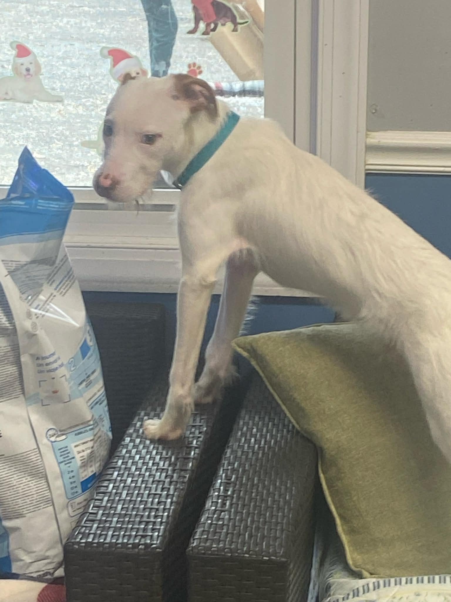 Enlarge Milo, a ADOPTABLE mixed breed in Sunderland, MD image 3/6