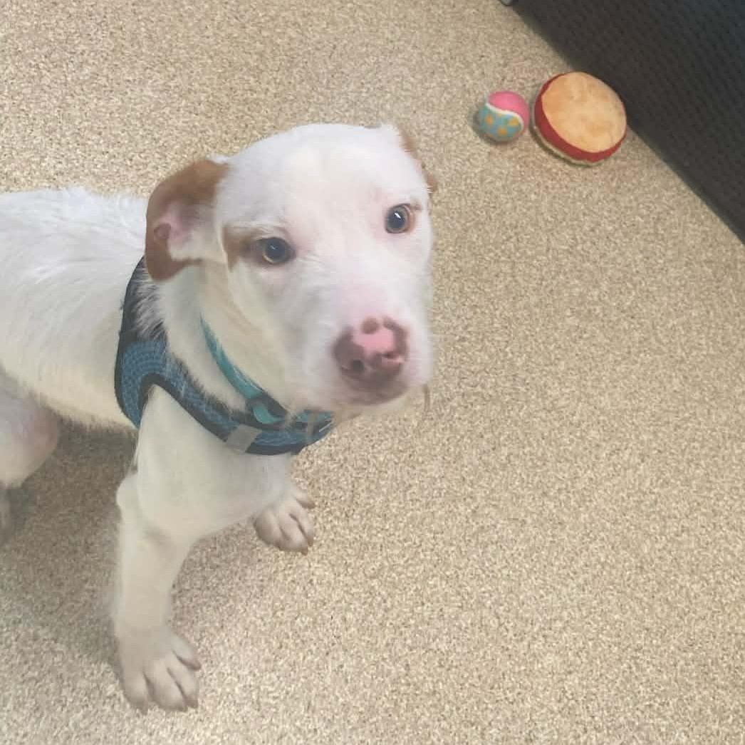 Enlarge Milo, a ADOPTABLE mixed breed in Sunderland, MD image 5/6