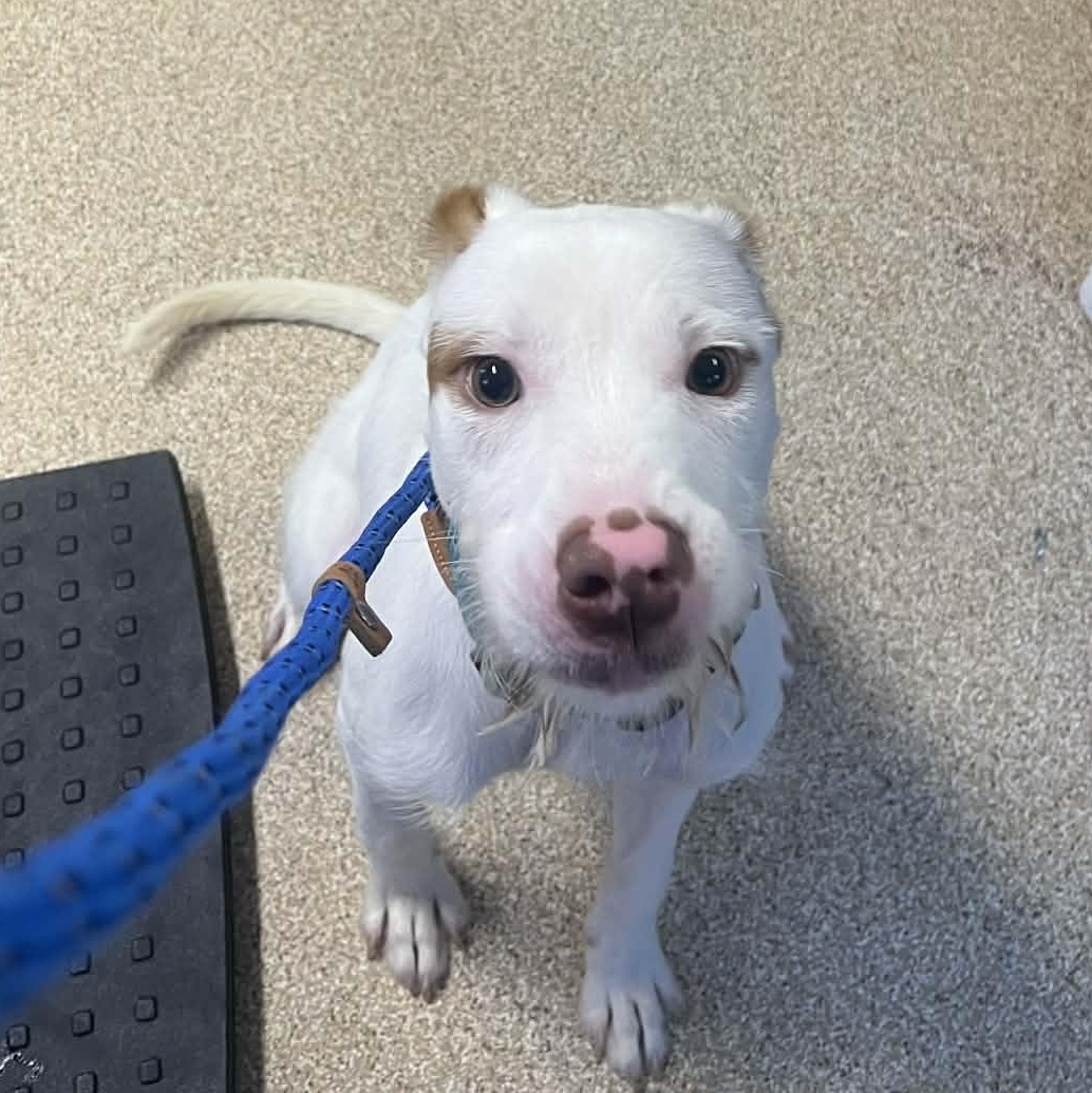 Enlarge Milo, a ADOPTABLE mixed breed in Sunderland, MD image 4/6