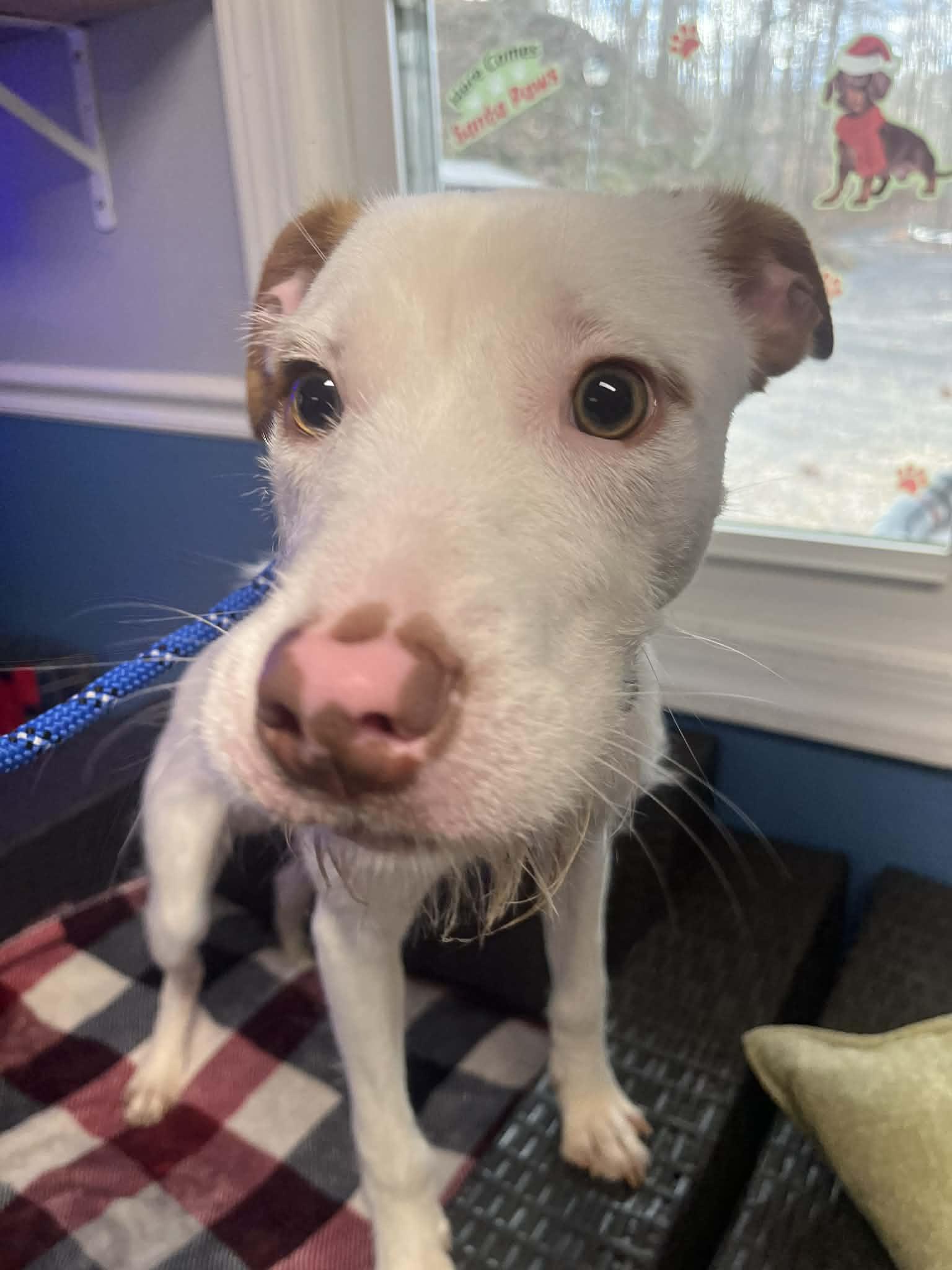 Enlarge Milo, a ADOPTABLE mixed breed in Sunderland, MD image 2/6