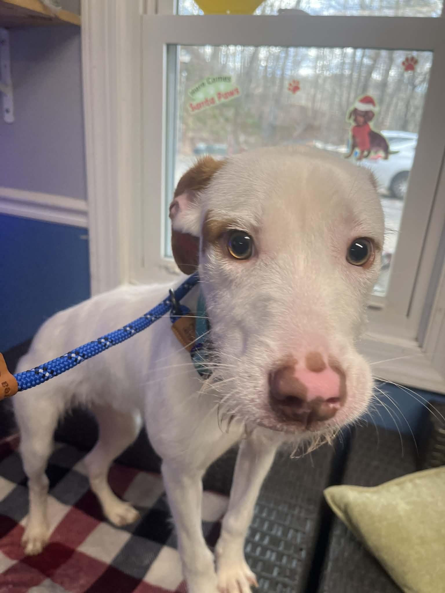 Milo, ADOPTABLE, Young Male Terrier & American Staffordshire Terrier.