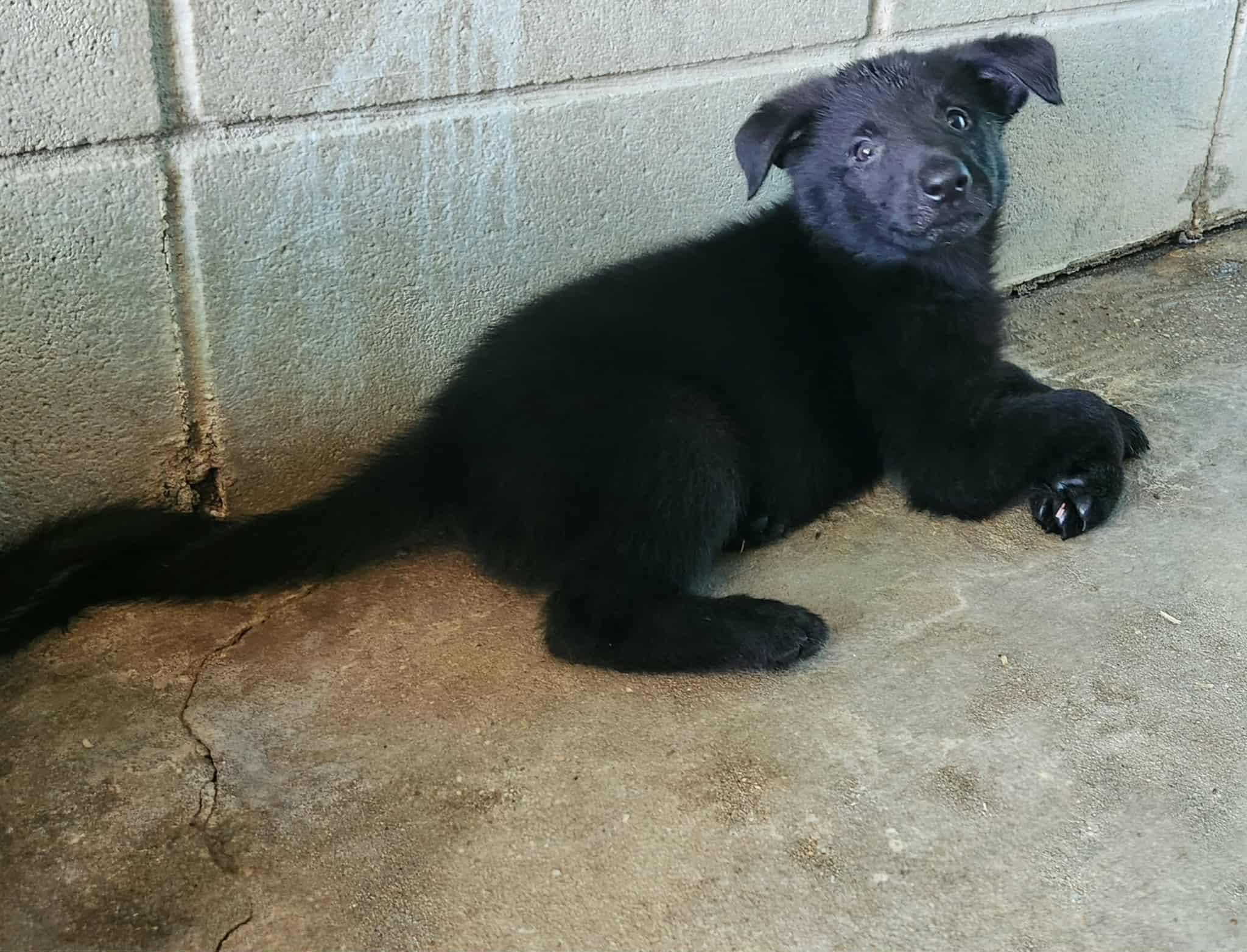 Nova Sol, Adoptable, Puppy Female German Shepherd Dog.