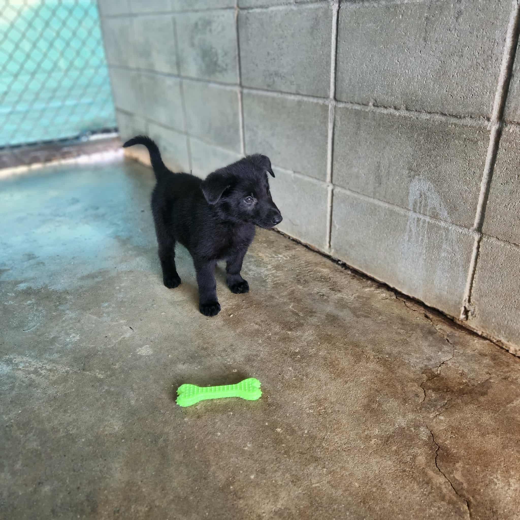 Nova Sol, a Adoptable German Shepherd Dog in Hampton, VA image 2/3