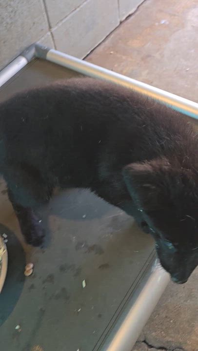 Enlarge Nova Sol, a Adoptable German Shepherd Dog in Hampton, VA video 3/3