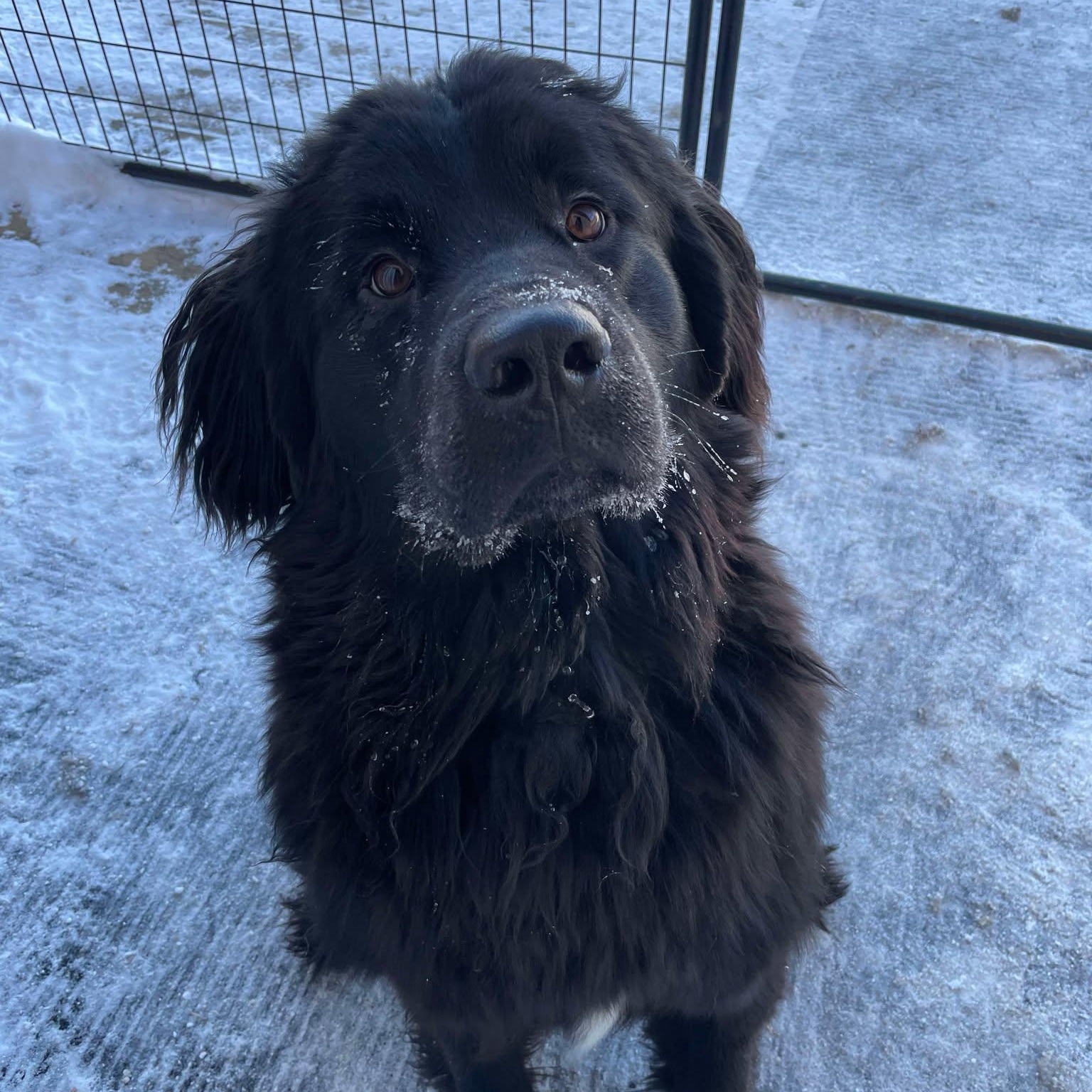 Enlarge Turtle, a Adopted Newfoundland Dog in North Branch, MN image 2/3