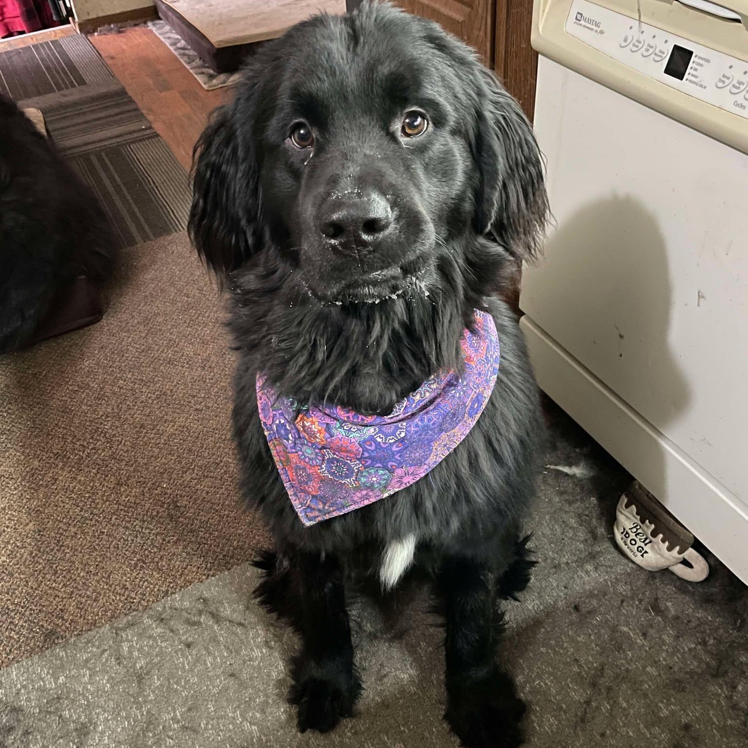 Enlarge Turtle, a Adopted Newfoundland Dog in North Branch, MN image 3/3