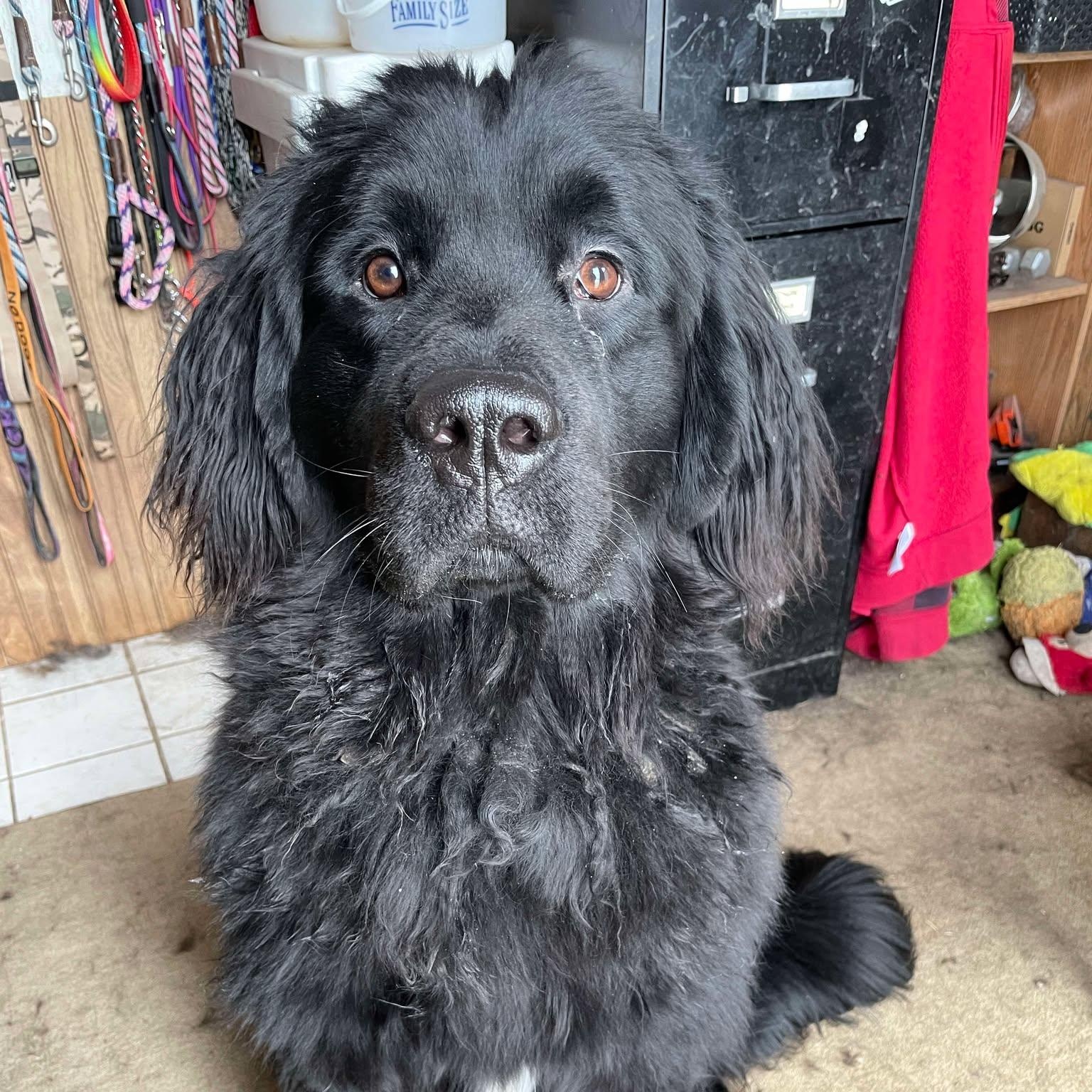 Turtle, Adopted, Young Male Newfoundland Dog.
