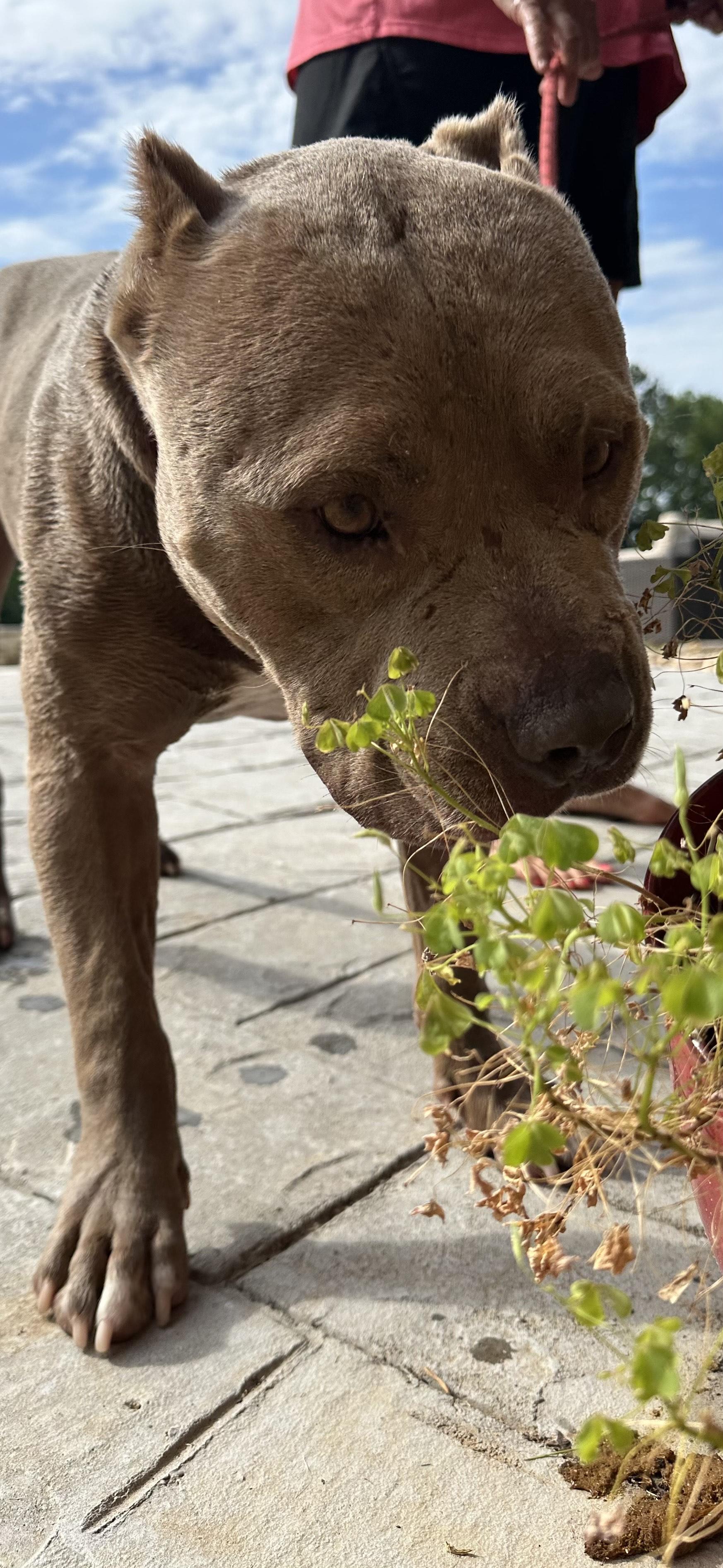 CHAMP, Adult Male American Staffordshire Terrier
