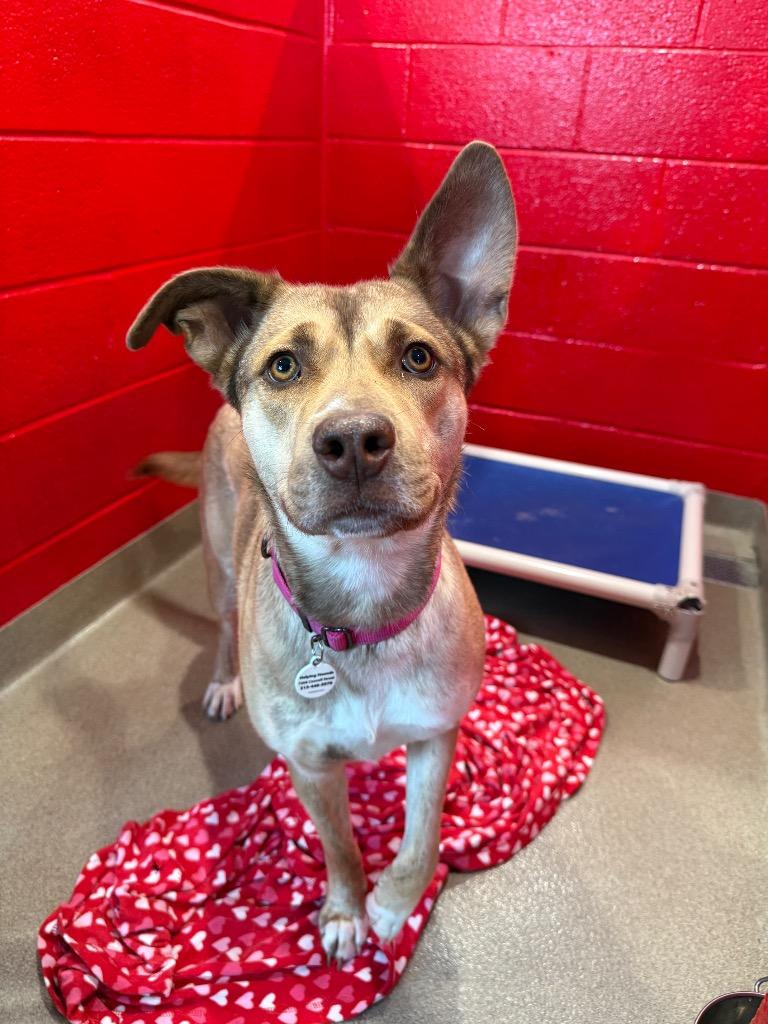 Enlarge Twinkle, a Adoptable mixed breed in North Syracuse, NY image 1/6