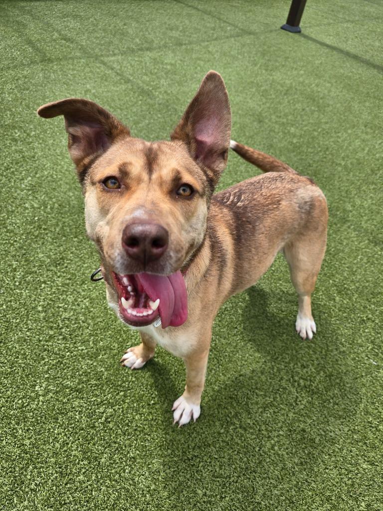 Enlarge Twinkle, a Adoptable mixed breed in North Syracuse, NY image 2/6