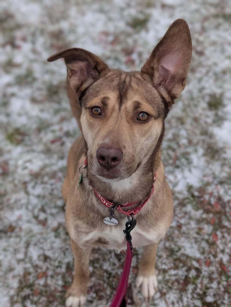 Enlarge Twinkle, a Adoptable mixed breed in North Syracuse, NY image 3/6