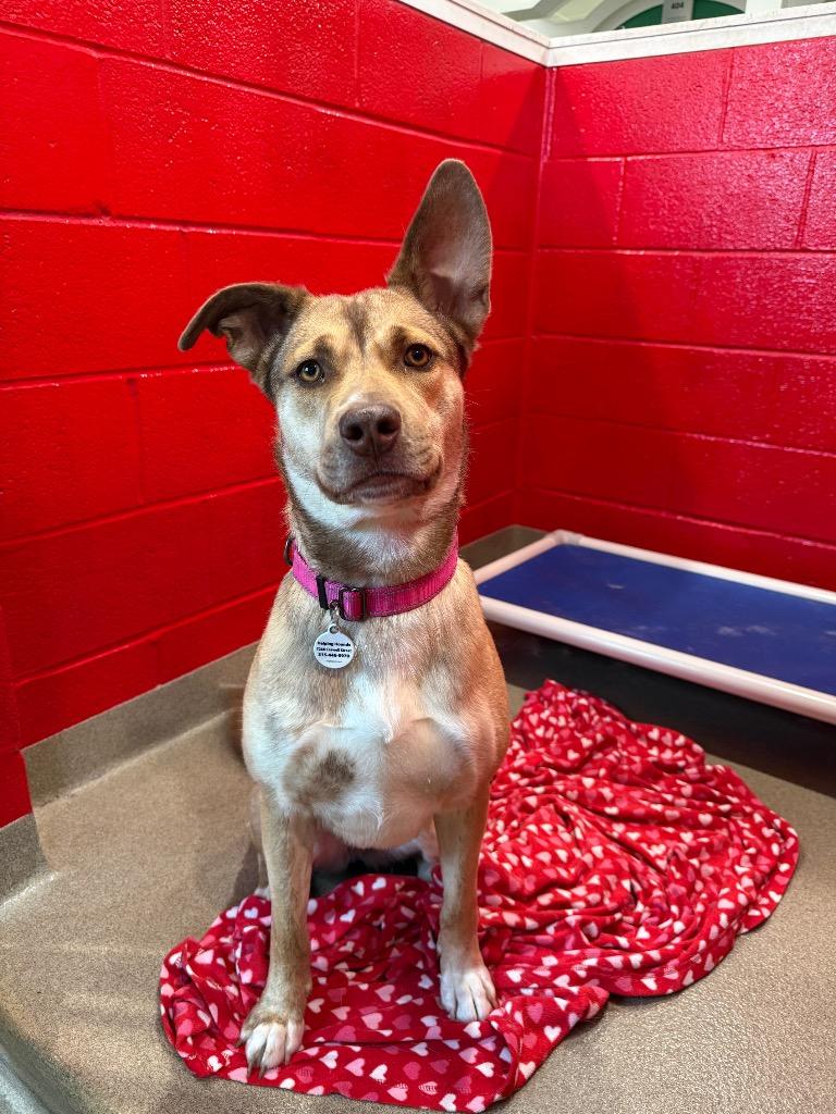 Enlarge Twinkle, a Adoptable mixed breed in North Syracuse, NY image 4/6