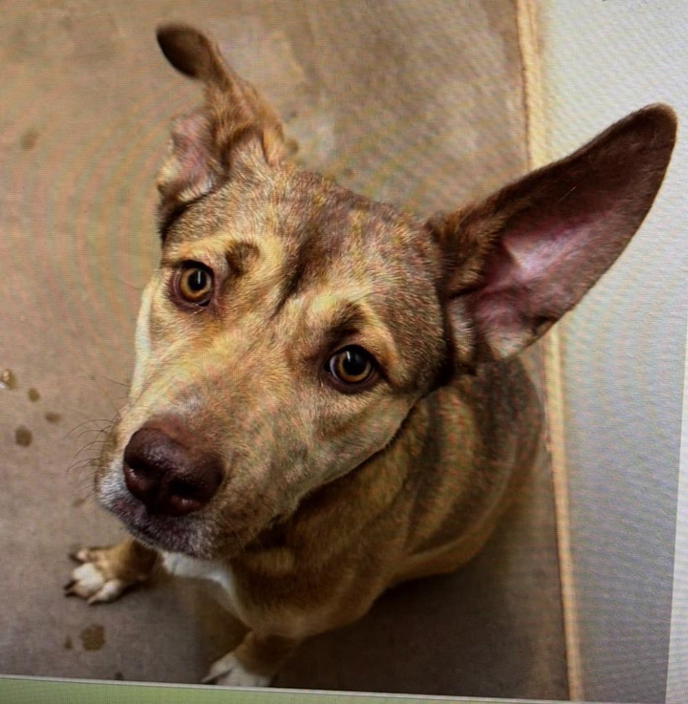 Enlarge Twinkle, a Adoptable mixed breed in North Syracuse, NY image 5/6