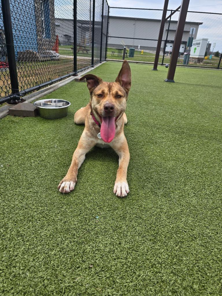 Enlarge Twinkle, a Adoptable mixed breed in North Syracuse, NY image 6/6