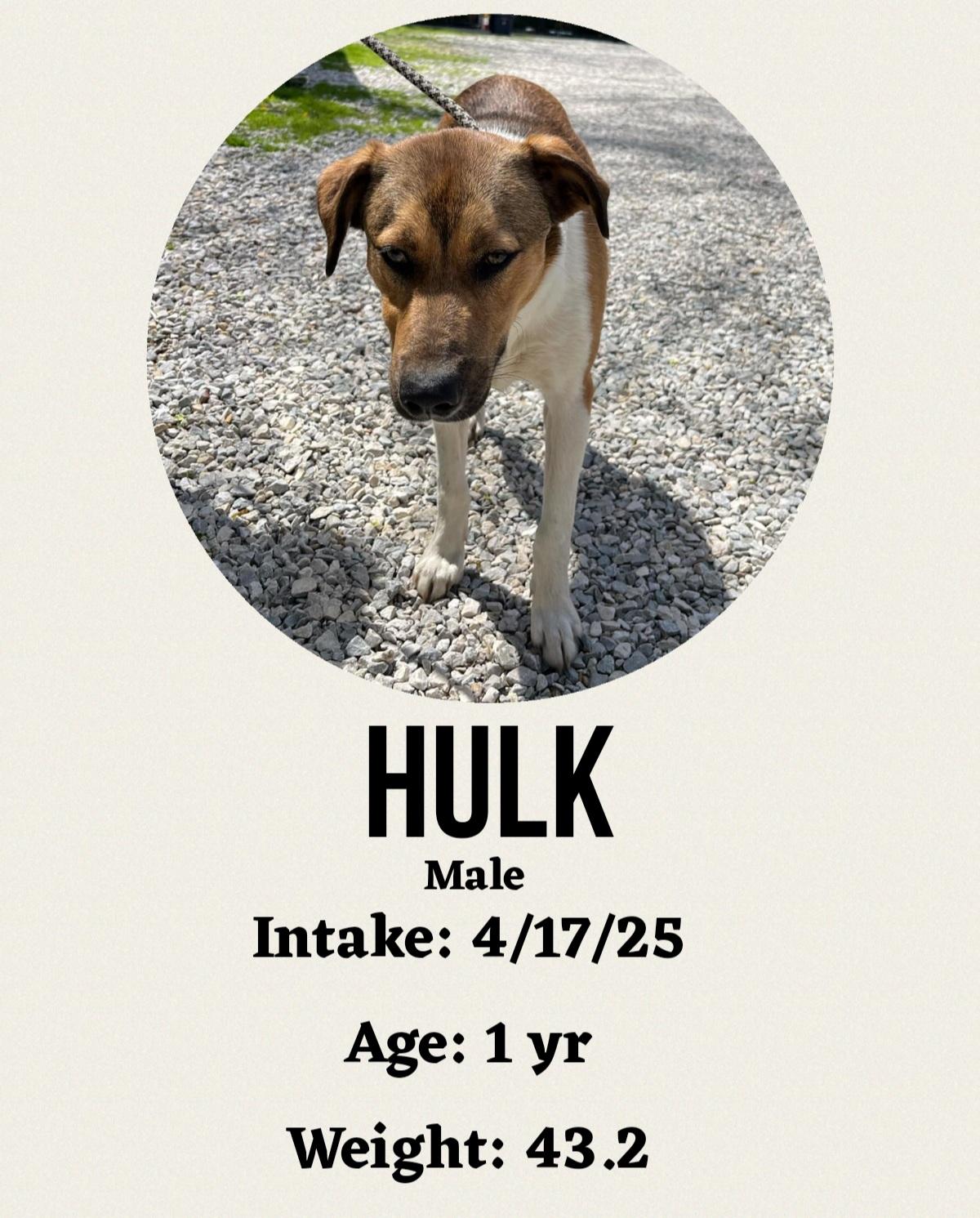 Hulk, Adoptable, Young Male Shepherd.
