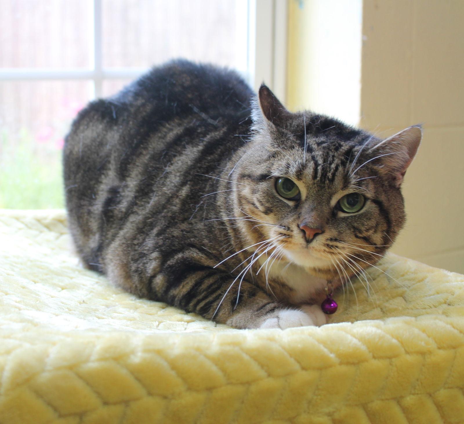 Putster - 42072, Adoptable, Adult Female Domestic Short Hair & Tabby.