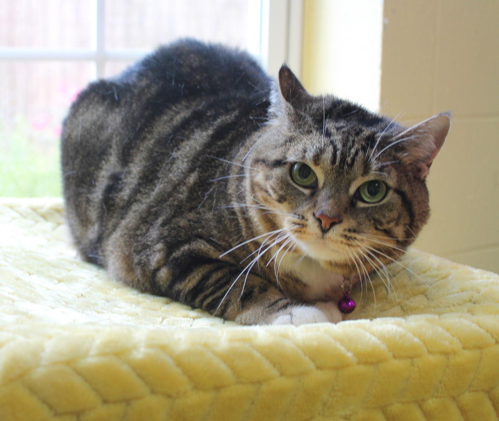 Enlarge Putster - 42072, a Adoptable mixed breed in Prattville, AL image 2/2