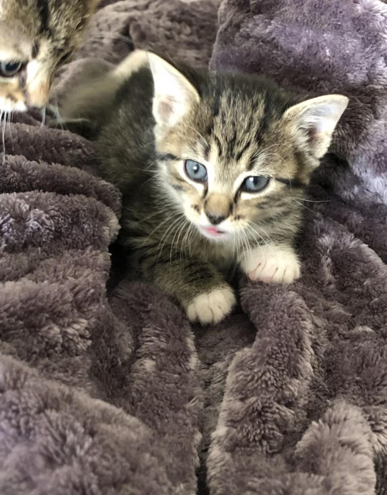 Theo, an adopted Tabby in East Dundee , IL image 2/2