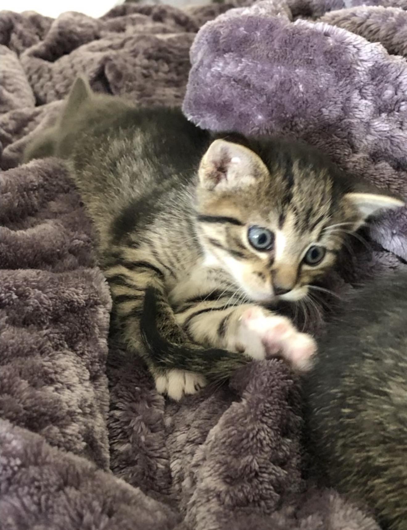 Theo, an adopted Tabby in East Dundee , IL image 1/2