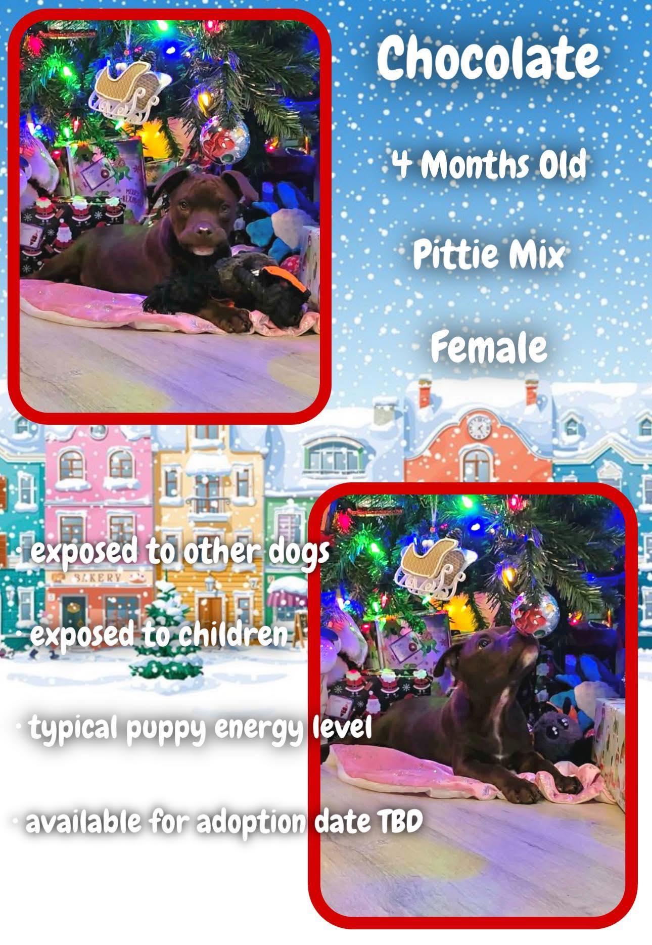 Chocolate  - Walmart, Adoptable, Young Female Pit Bull Terrier.