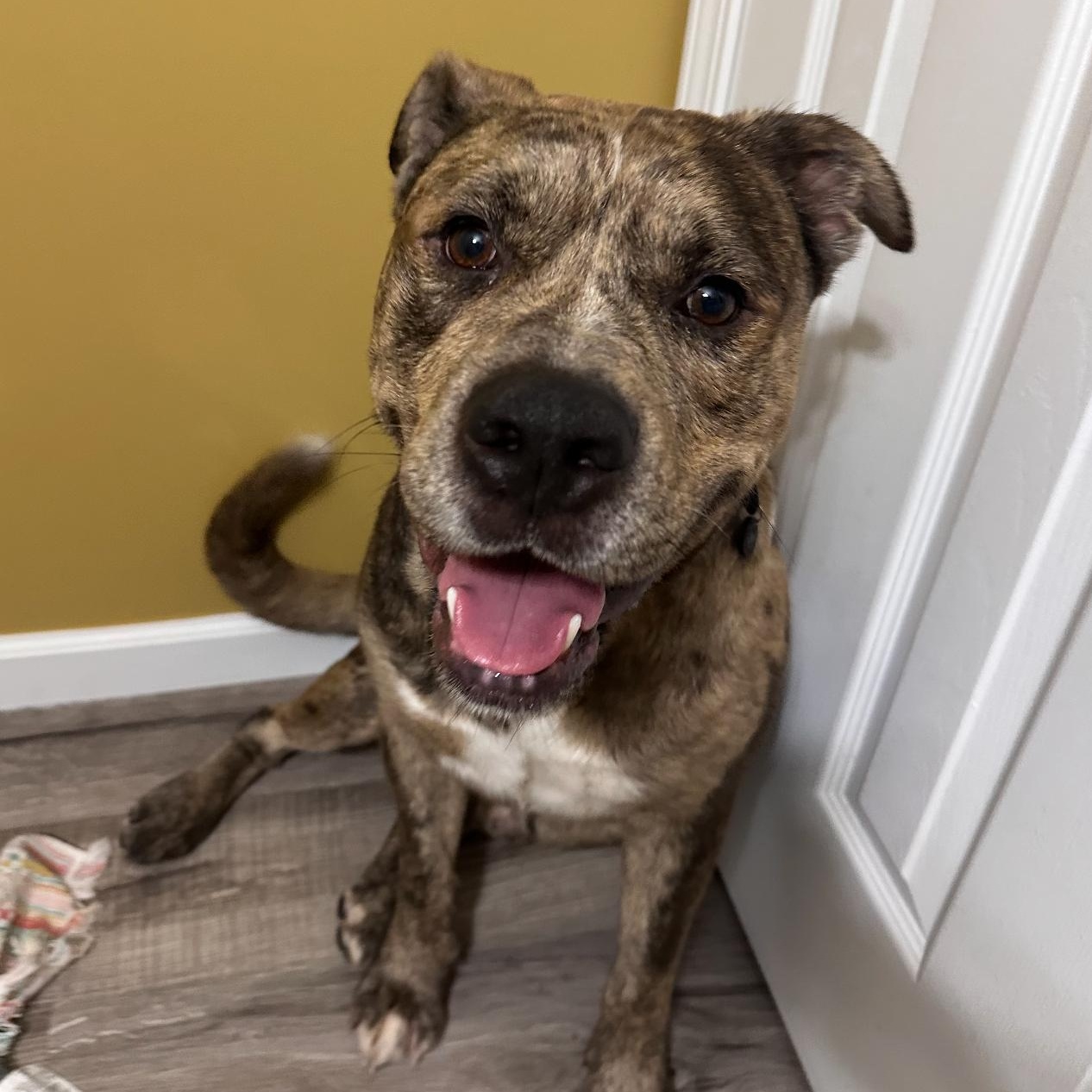 Meaty, a Adoptable mixed breed in Greenwood, IN image 1/5