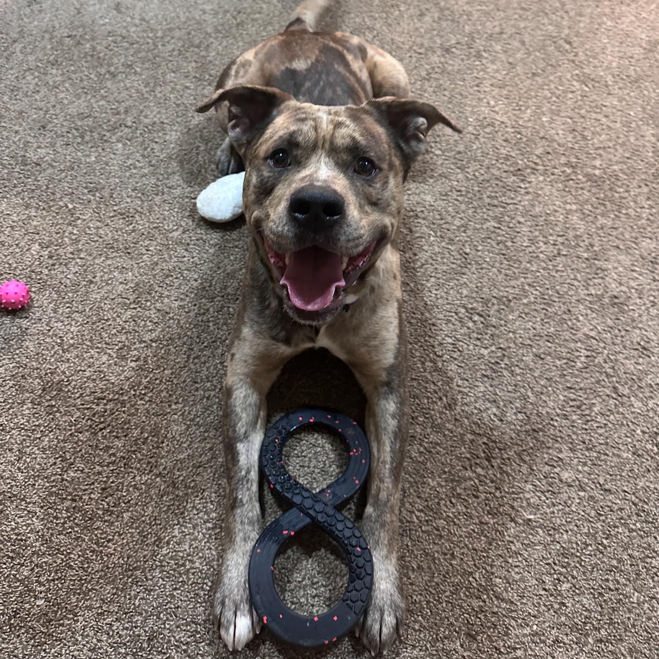 Meaty, a Adoptable mixed breed in Greenwood, IN image 2/5