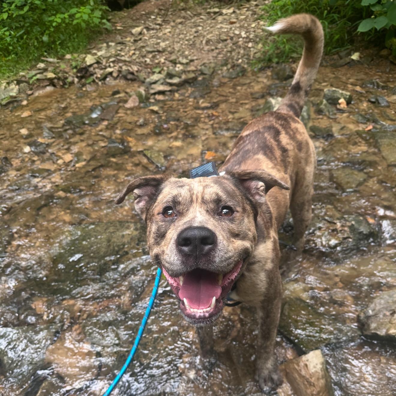 Meaty, a Adoptable mixed breed in Greenwood, IN image 3/5